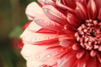 Close-up of water drops on pink flower