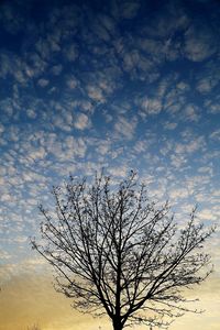 Low angle view of bare tree against sky