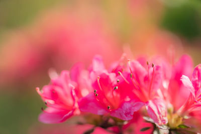 Close-up of pink flowering plant