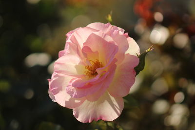 Close-up of pink rose