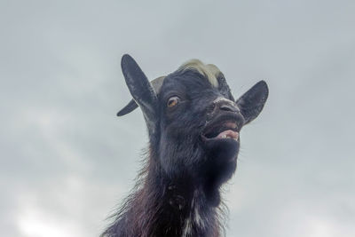 Close-up of a horse against sky