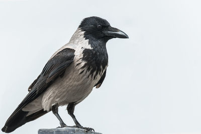 Close-up of bird perching on white background