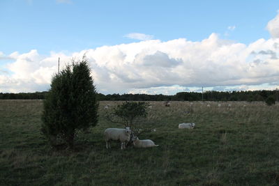 Sheep grazing in pasture