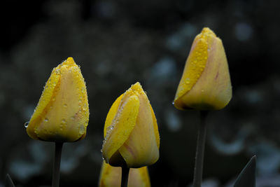 Close-up of yellow flowering plant