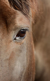 Close-up of a horse