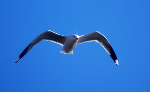 Low angle view of seagull flying