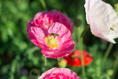 Close-up of pink rose flower