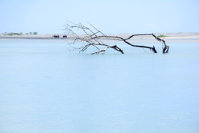 Dead tree in sea against sky