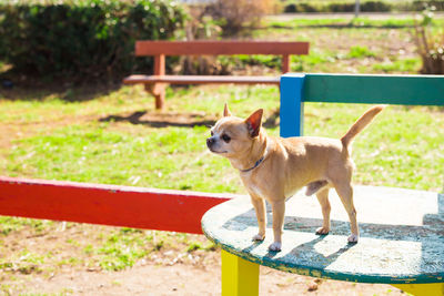 Dog standing on bench in park