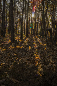 Trees in forest during autumn