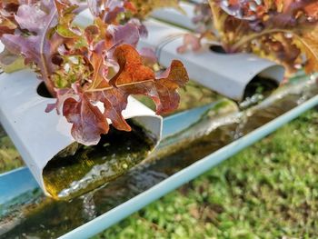 High angle view of plant in water