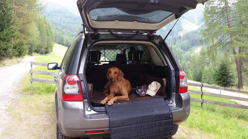 Portrait of dog sitting in car with open trunk