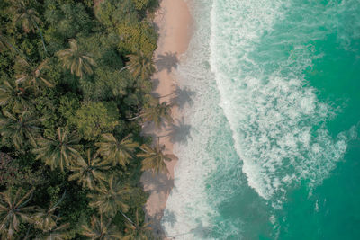 High angle view of palm trees on beach