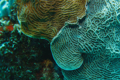 Close-up of fish swimming in sea