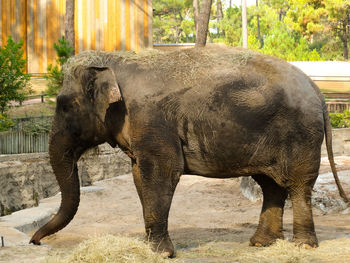 Elephant in a zoo