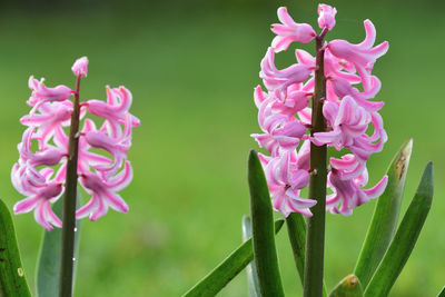 Close-up of pink hyacinths in bloom 