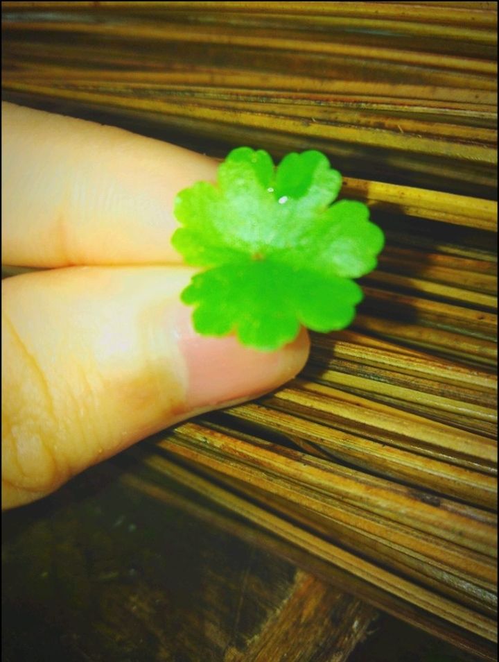 green color, human hand, human body part, hand, close-up, one person, real people, holding, body part, unrecognizable person, leaf, wood - material, human finger, finger, plant part, indoors, food and drink, plant, lifestyles, nail, leaves