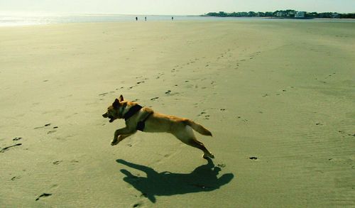 Dog on beach