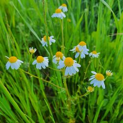 Close-up of flowering plants on field