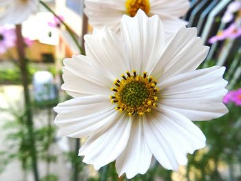 Close-up of white daisy blooming outdoors