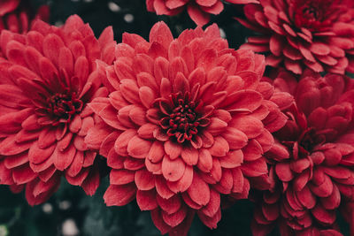 Close-up of pink flowers