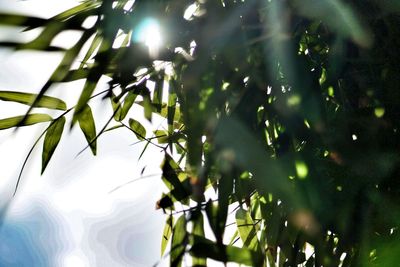 Low angle view of trees against sky