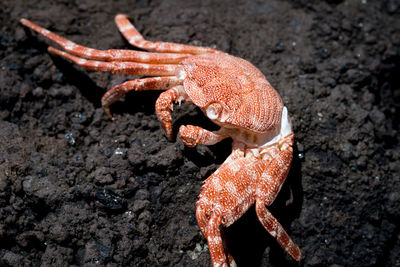 Close-up of lizard on rock