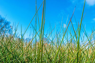Low angle view of grass on field against clear blue sky
