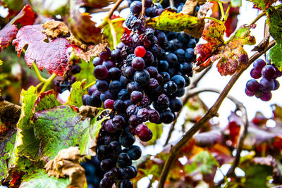 Close up of bunches of grapes in autumn in castegnero, vicenza, veneto, italy