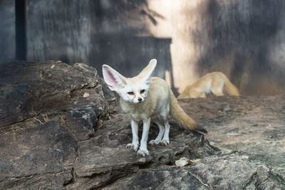 Portrait of a fennec fox on rock