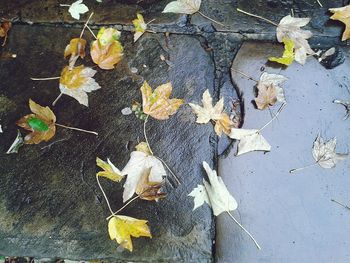 Leaves on ground