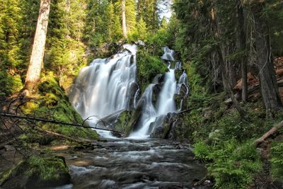 Scenic view of waterfall in forest