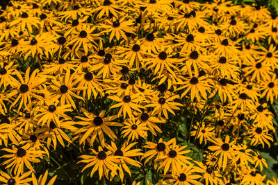 Close-up of yellow flowers blooming outdoors