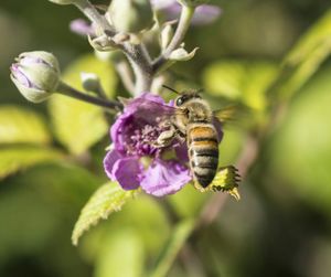 Close-up of honey bee pollinating on white flower