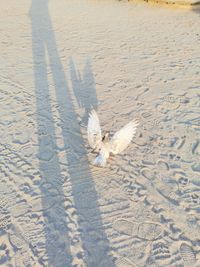 High angle view of dog on beach