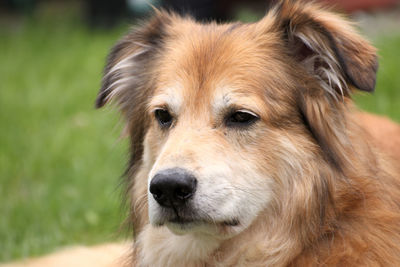 Close-up of dog looking away