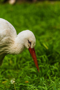 Close-up of bird on field
