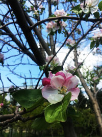 Close-up of pink cherry blossoms in spring