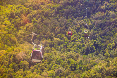 Overhead cable car in forest