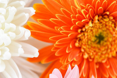 Close-up of orange daisy flower