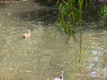 High angle view of ducks swimming in lake