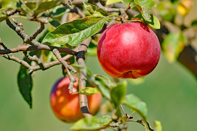 Close-up of apple growing on tree