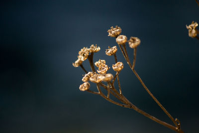 Close-up of flowers over black background