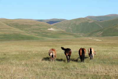 Horses in a field