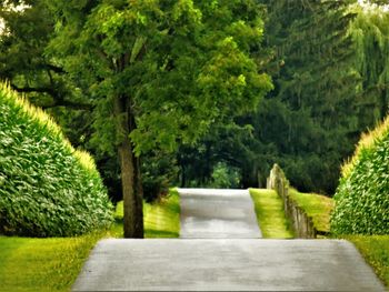 Footpath amidst trees and plants