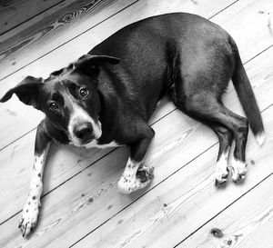 Portrait of dog on hardwood floor