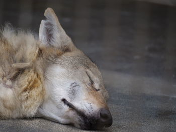 Close-up of a dog sleeping