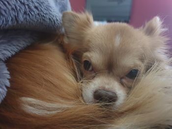 Close-up of a dog sleeping on bed