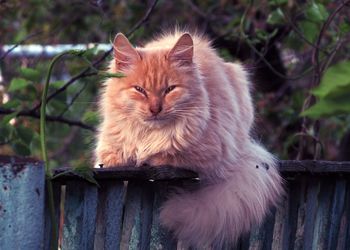 Portrait of cat relaxing on railing