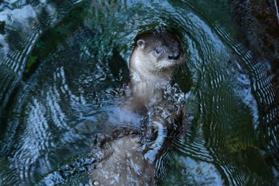 Turtle swimming in water